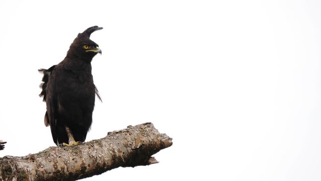 Long-crested eagle flying away