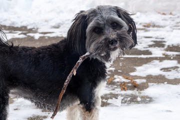 Small dog holding a stick in his mouth in wintertime