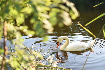 swan in pond
