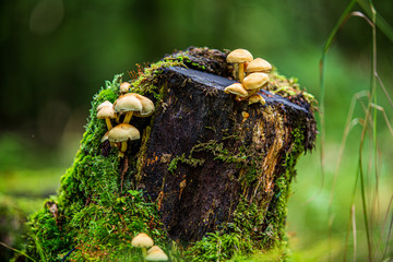 Small mushrooms on a tree stump