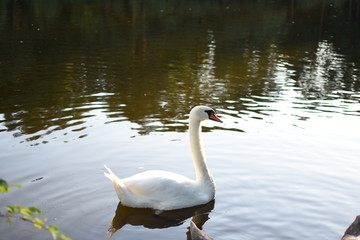 Fototapeta premium swan on lake