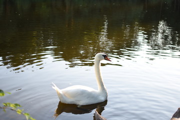 swan on lake