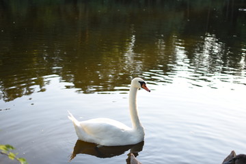 swan on lake