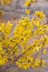 yellow flowers pattern on a natural background. Autumn card concept. Blooming forsythia.