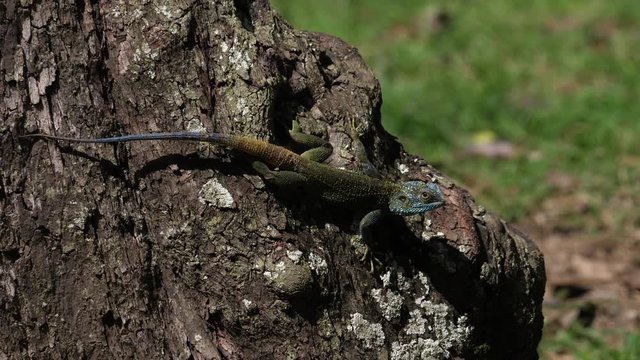 Blue-headed agama