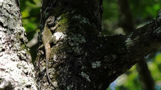 Green agama in a tree