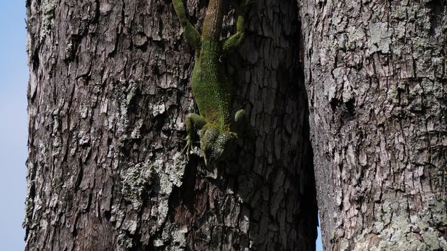 Green agama eating insects