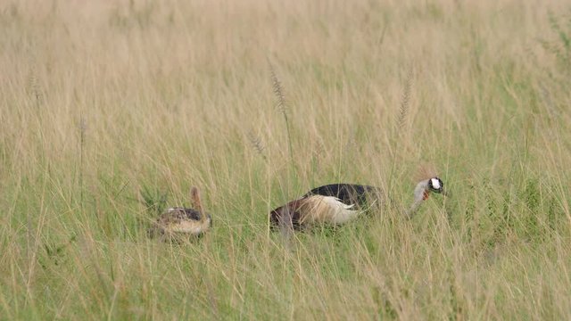 Grey crowned cranes, adult and young