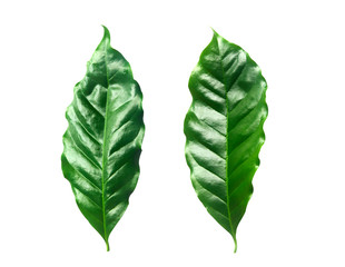 Green coffee leaf