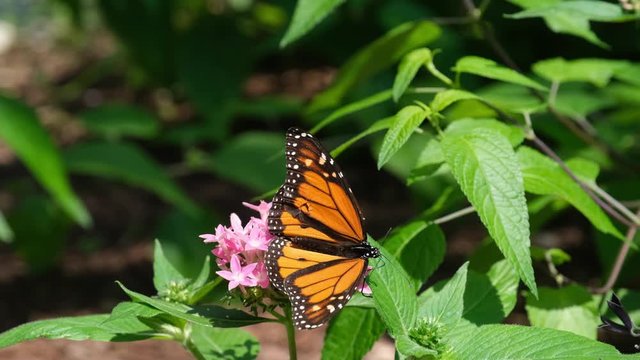 Two Monarch Butterflies, Danaus plexippus, fight on a spray of pink flowers in Wilmington, North Carolina