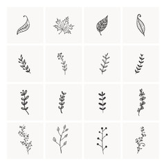 Hand drawn Collection of Leafs and Herbs