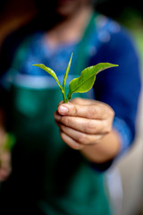 Green Tea Leaf Organic in natural light .