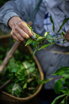 Close up hands of the farmer havest tea leaf on the moutain in natural light