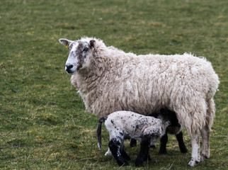 A black and white lamb breastfeeding from a sheep in a green field in Scotland. Animals. Nature. UK. Livestock. Breed