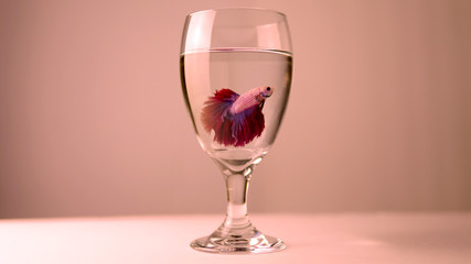 Siamese fighting fish or Betta splendens. Plakat Thai in the glass jar or cup.