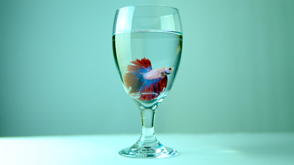 Fish in the cup. Siamese fighter fish or betta, red colour Thai fighting Splendens fish in the glass jar.