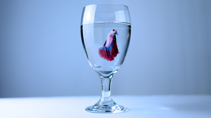 Siamese fighting fish or Betta splendens. Plakat Thai in the glass jar or cup.