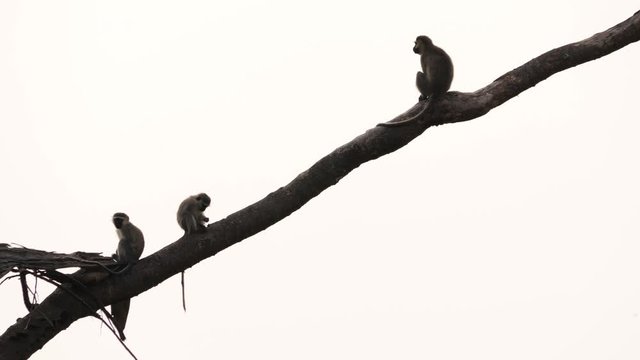 Three Vervet monkeys - Chlorocebus pygerythrus