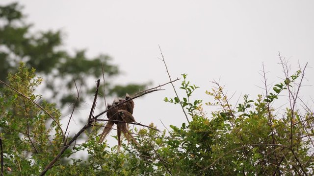 Cluster of Speckled mousebirds