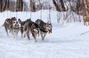 sled dogs in harness in competitions