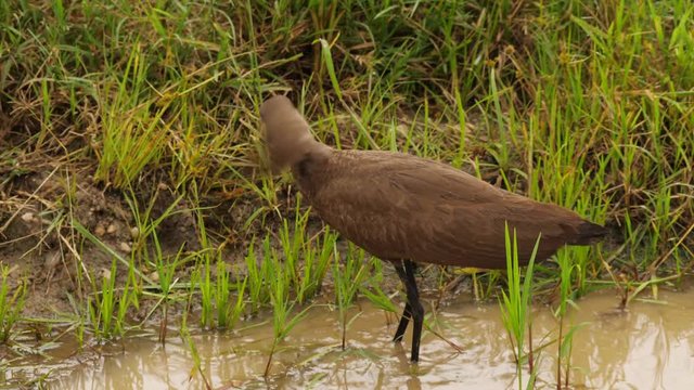 Hamerkop - Scopus umbretta - searching for food