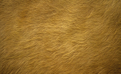 The fur of cows dyed orange and the fabric