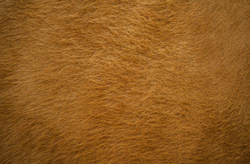 The fur of cows dyed orange and the fabric