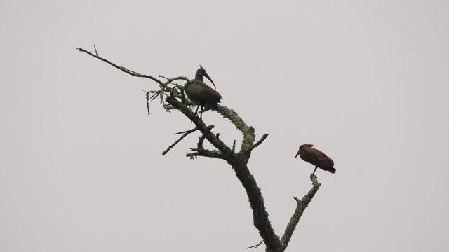 Hadeda/Hadada Ibis and Hamerkop