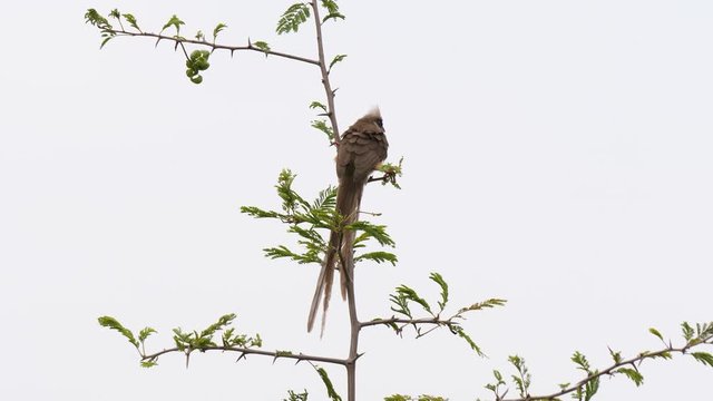 Speckled mousebird flying away