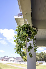 hanging jade succulent plant outside home with blue skies behind it