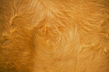 The fur of cows dyed orange and the fabric