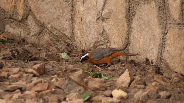 White-browed robin-chat - Cossypha heuglini
