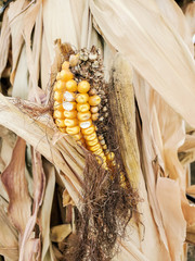 close up of corn on the cob rotting on plant