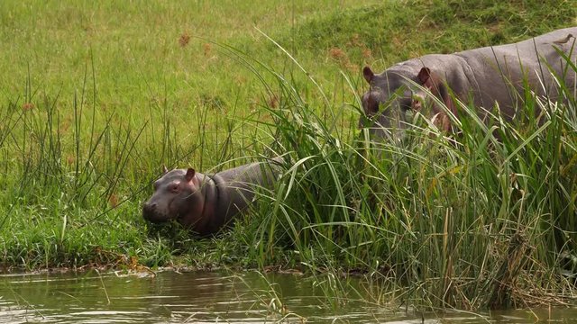 Hippo baby in the Kazinga channel