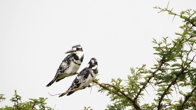 Pied kingfishers, Uganda, slowmo