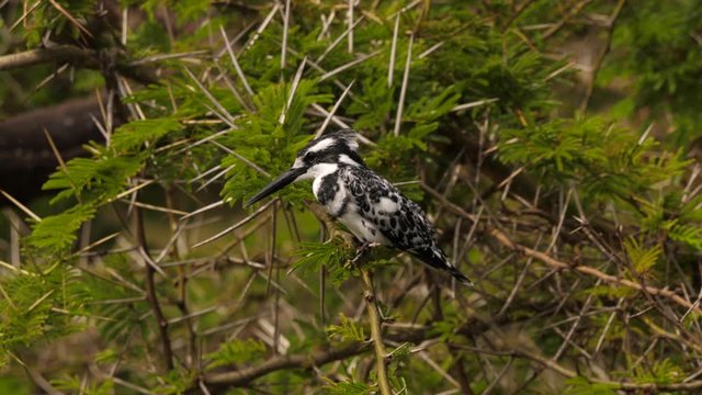 Pied kingfishers - Ceryle rudis