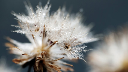 Obraz premium Dandelion with water droplet