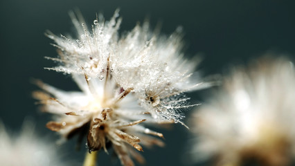 Dandelion with water droplet