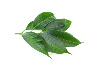 Tree leaves isolated on white background