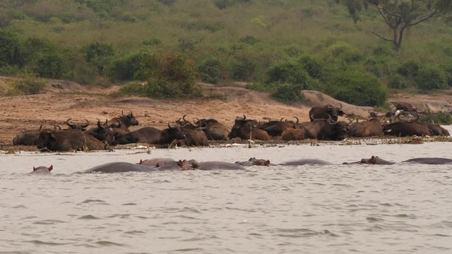 Nile crocodile between Hippos and Buffalos
