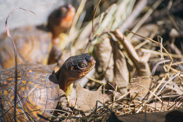 box turtle in the woods
