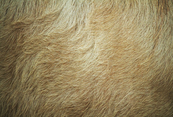 Old cow fur and background