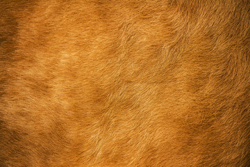 Orange wool dyed and textured