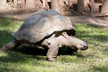 this is a three quarter view of a  aldabra giant tortoise