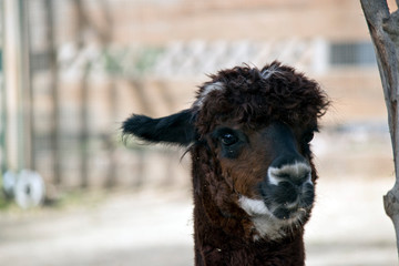 this is a close  up of an alpaca