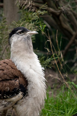this is a close up of an Australian bustard