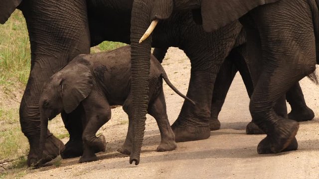 uga elepanth baby road 10 slm 4k 11707