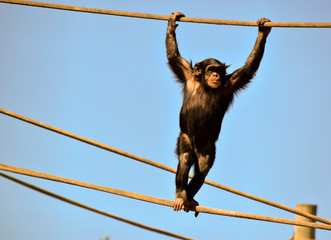 the young chimpanzee is walking on ropes