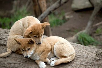 the two dingo puppies are resting