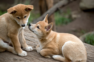 the two dingo puppies are sharing a kiss.